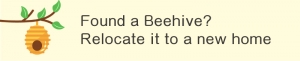 Found a beehive? Contact Johnson Group to relocate the bees to a new home