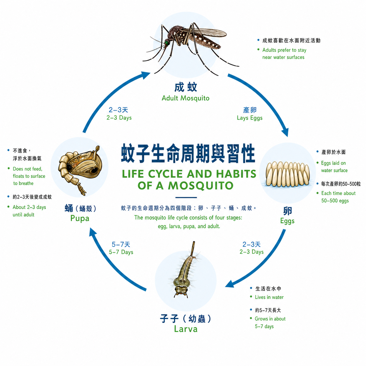 Johnson_Group_Mosquitoes_Control_Lifecycle and Characteristics of Mosquitoes 蚊子生活週期圖:中英文資訊圖,顯示蚊子生活週期:卵產在水面(每次 50–500 粒)、水中幼蟲(5–7 天)、不進食、浮在水面的蛹(2–3 天),以及喜歡停留在水面附近的成蚊。