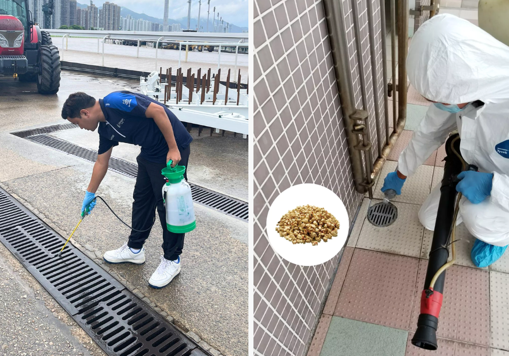 排水管幼蟲處理：兩張技術員處理戶外排水管的照片：一位用噴槍噴灑混凝土排水溝，另一位穿白色防護衣將顆粒狀殺幼劑倒入地面排水口，附有棕色顆粒的特寫小圖。