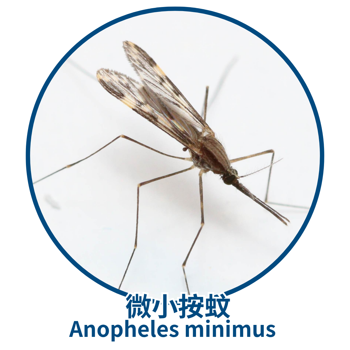 Johnson_Group_Mosquitoes_Control_蚊子種類_ 微小按蚊 微小按蚊特寫:藍色圓框中的微小按蚊微距照片,長腳、斑紋翅膀,背景為白色,下方以中英文標示「微小按蚊 Anopheles minimus」。