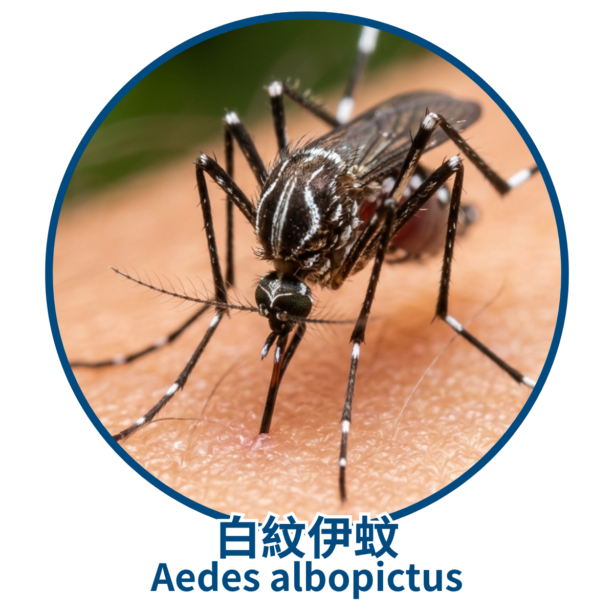 Johnson_Group_Mosquitoes_Control_蚊子種類_白紋伊蚊 白紋伊蚊特寫:藍色圓框中的白紋伊蚊(亞洲虎蚊)微距照片,正在叮咬人類皮膚,可見黑色身體與腿部上的明顯白色條紋,下方以中英文標示「白紋伊蚊 Aedes albopictus」。