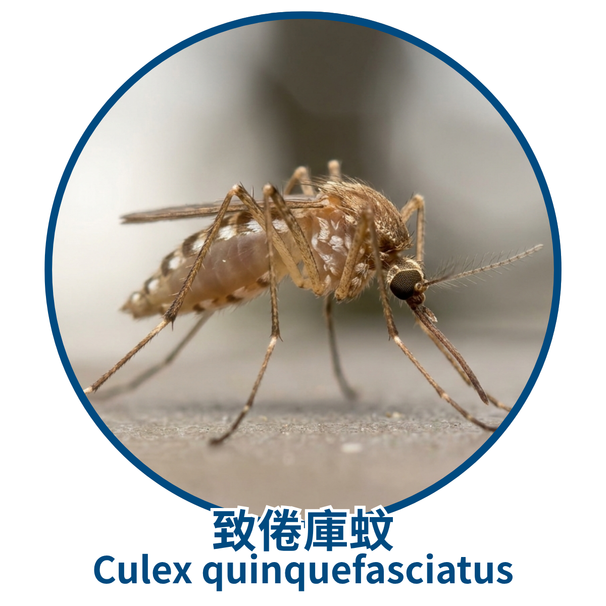 Johnson_Group_Mosquitoes_Control_蚊子種類_致倦庫蚊紋伊蚊 致倦庫蚊特寫:藍色圓框內的致倦庫蚊近距離側面照片,身體呈棕黃色並帶有淡色腹部環紋,下方以中英文標示「致倦庫蚊 Culex quinquefasciatus」。